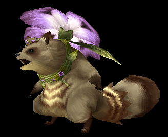 Violaccoon